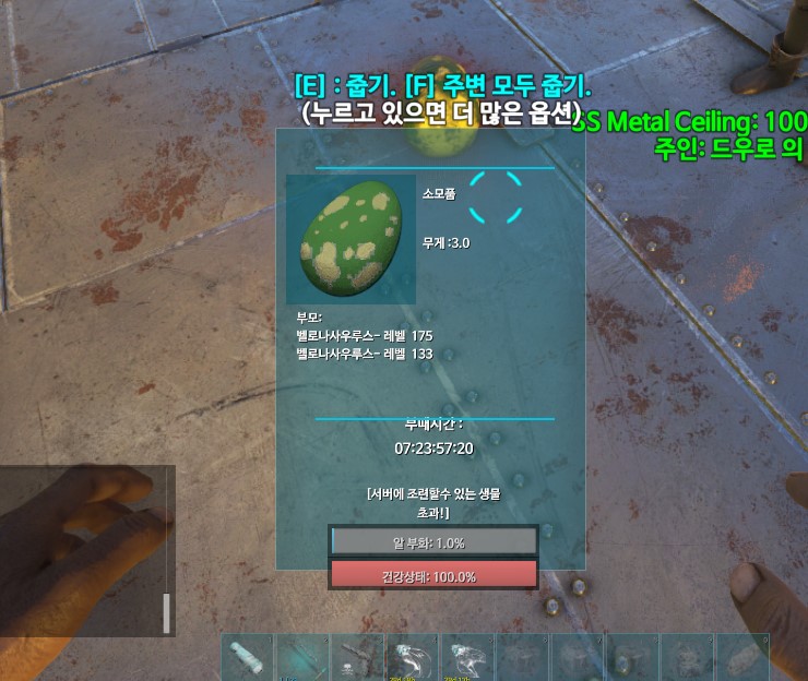 벨로나.jpg